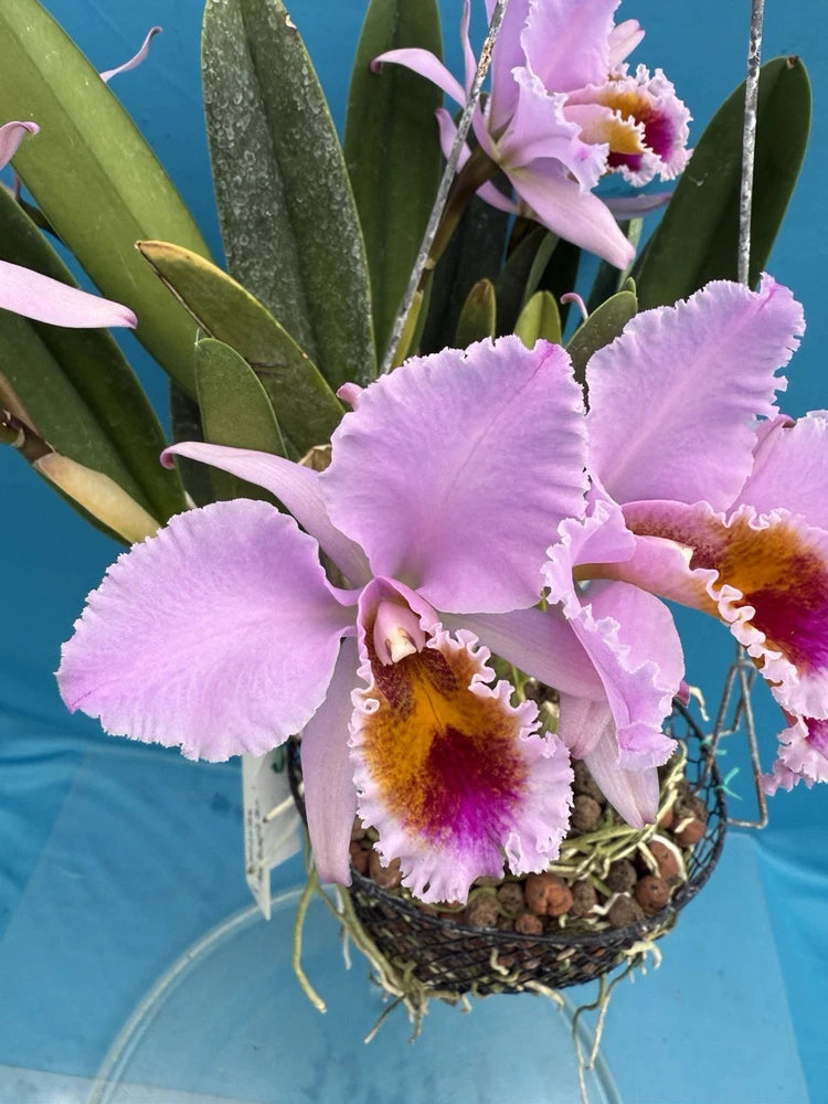 Potted purple and pink species orchid with ruffled petals and orange-yellow centers