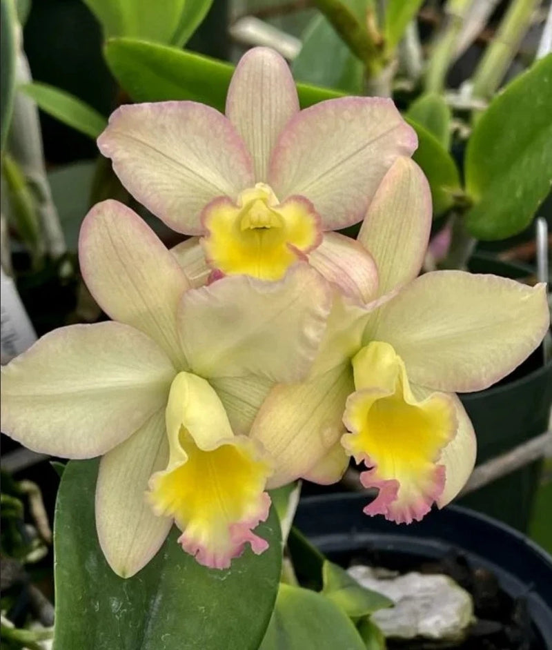 Pale pink and yellow cattleya orchid with five blooms and green leaves