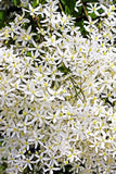 20 SWEET AUTUMN CLEMATIS Paniculata Fragrant White Flower Vine Seeds Flowering Plants