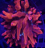 2Ó Black Widow Bubble Tip Anemone Reef Tank Live Frag Anemone