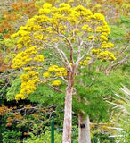 DELONIX FLORIBUNDA Flamboyant poinciana tree VERY RARE bonsai plant seed 5 SEEDS Orchids