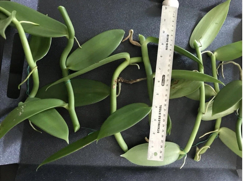 Fresh Vanilla Bean orchid cuttings with green stems and leaves, length measured