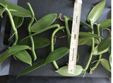 2 cuts Vanilla Bean Orchid, 10Ó Aprox  each Inches Fresh Cutting Orchids