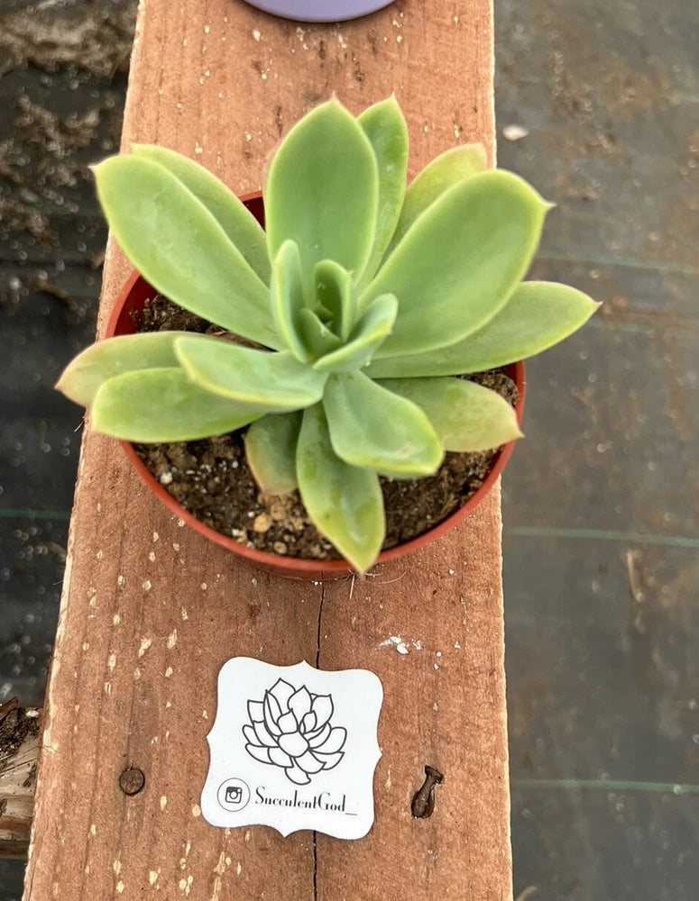 Green succulent rosette plant in a small terracotta pot with compact fan-shaped leaves