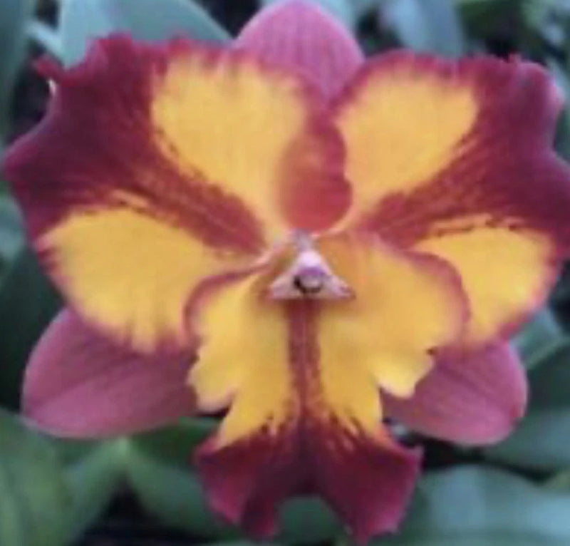 Fragrant orchid bloom with pink petals and yellow center, close-up