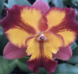 Potinara Burana Fire 'MomilaniÕ Fragrant Orchids
