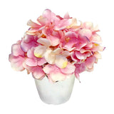 Hydrangea (Pink) in Silver Pot - 7" Hydrangea
