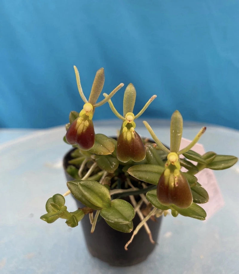 Potted Epidendrum porpax orchid with red-burgundy buds, yellow centers, and green leaves