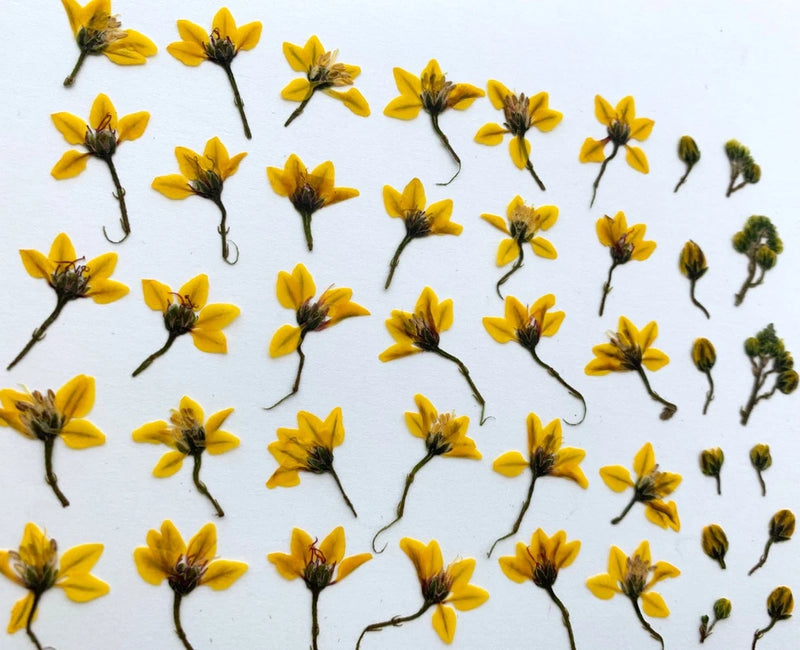 Pressed yellow thryallis flowers, small dried blooms with thin stems for crafts