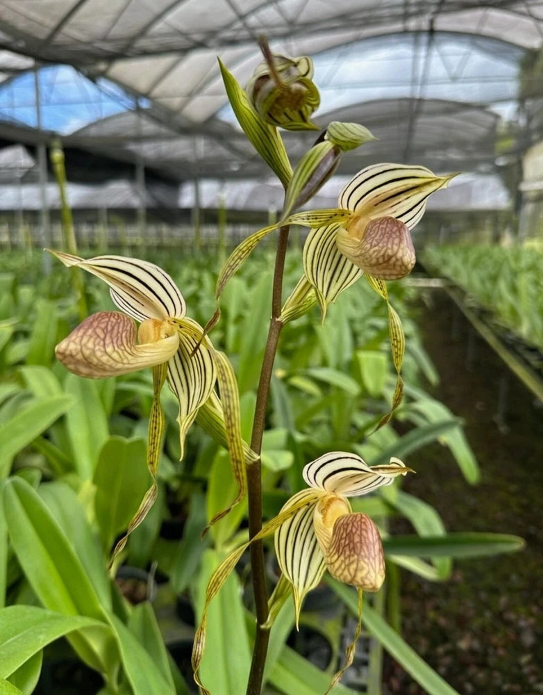 Blooming multiflora orchid with striped petals and brown pouch flowers