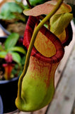 Nepenthes ventricosa x ephippiata  EP  RC Orchids