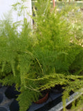 5 Plumosa Fern | Asparagus Clippings Flowering Plants