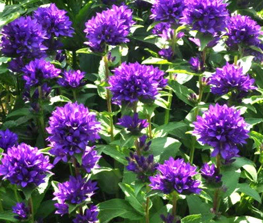 BELLFLOWER SUPERBA Campanula Glomerata - 220 Bulk Seeds Garden Plants