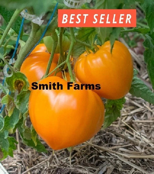 50+ Seeds Orange Strawberry Tomato Easy Vegetable Garden Planting Edible Garden Plants