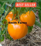50+ Seeds Orange Strawberry Tomato Easy Vegetable Garden Planting Edible Garden Plants