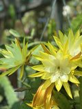 Kiwi Honey Gold epiphyllum cutting Orchids