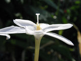 Rain Lily, Zephyranthes Traubii San Carlos Form, 8 bulbs, RARE, habranthus Flowering Plants