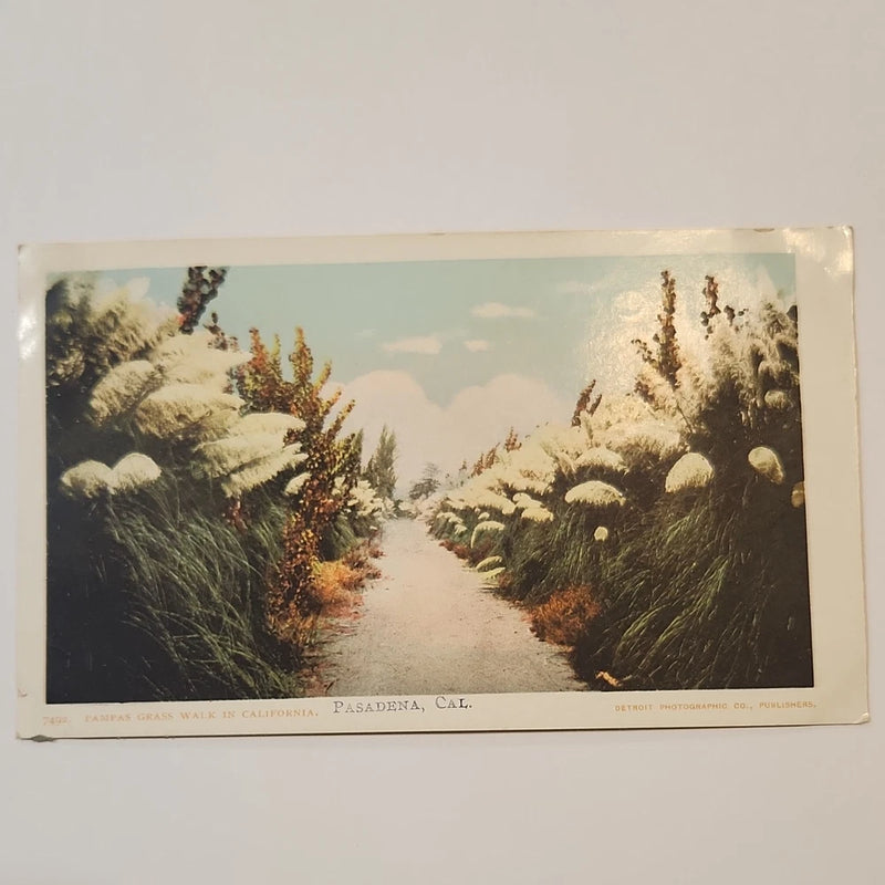 Postcard Detroit Photographic Co Pampas Grass Walk Pasadena CA Lithograph Pampas Grass