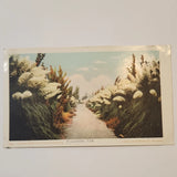 Postcard Detroit Photographic Co Pampas Grass Walk Pasadena CA Lithograph Pampas Grass