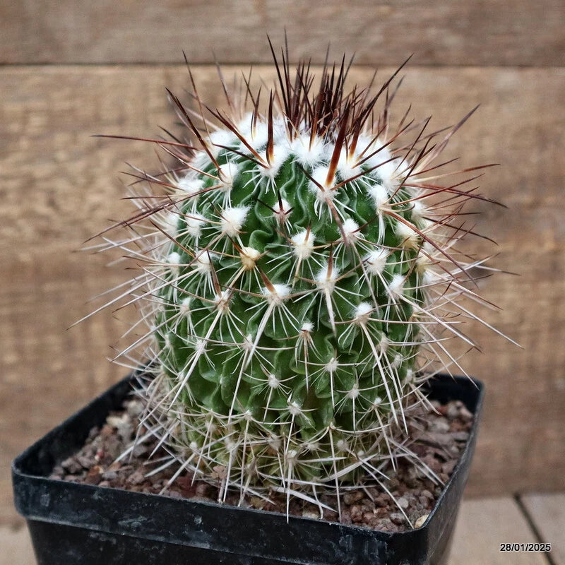 Spined green cactus plant in black square pot with dense white needles
