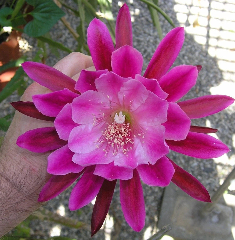 Orchid cactus flower with bright magenta pink petals and pale center stamens