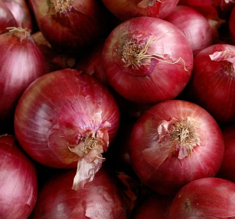 RED CREOLE ONION SEEDS 200+ allium SHORT DAY vegetable GARDEN FREE SHIPPING Garden Plants