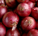 RED CREOLE ONION SEEDS 200+ allium SHORT DAY vegetable GARDEN FREE SHIPPING Garden Plants