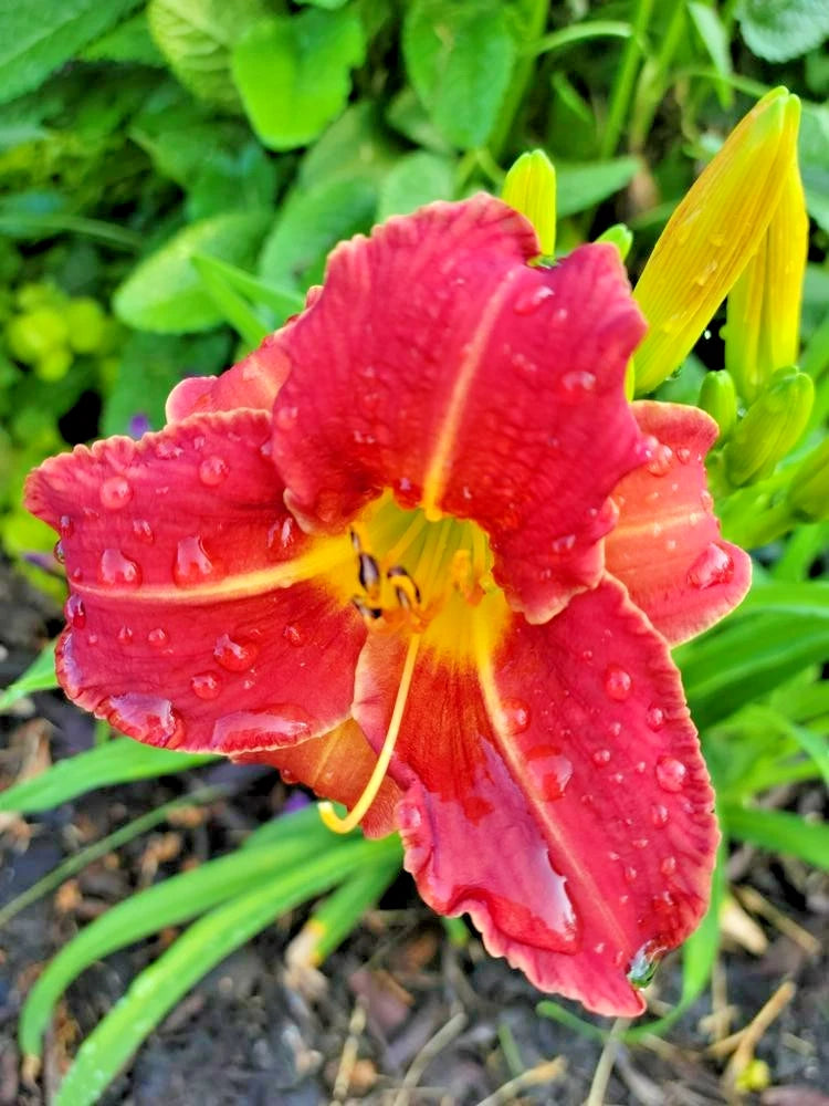 5 NATURE BOY DAYLILY SEEDS  - Hemerocallis 'Nature Boy' Garden Plants