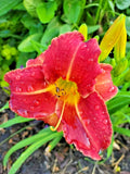 5 NATURE BOY DAYLILY SEEDS  - Hemerocallis 'Nature Boy' Garden Plants