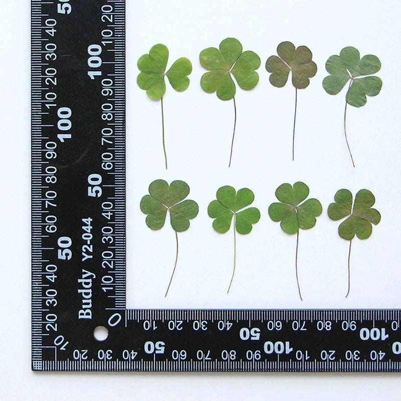 Set of 12 dark green heart-shaped pressed dried leaves on thin stems