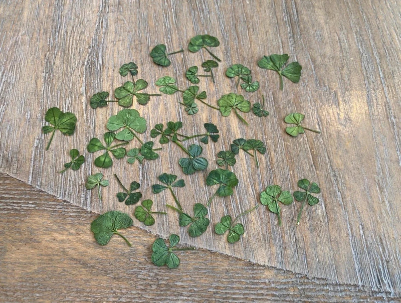 Set of pressed green four-leaf clover leaves for crafts, scattered pieces