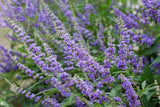 25 CHASTE BERRY TREE Vitex Agnus Castus MonkÕs Pepper Flower Seeds *Comb S/H Flowering Plants