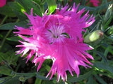 30+ Superbus Rose Carnation Dianthus / Perennial Flower Seeds Carnation