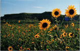 Kansas State Flower Sunflower Field Postcard - Michael Snell Photography Sunflower