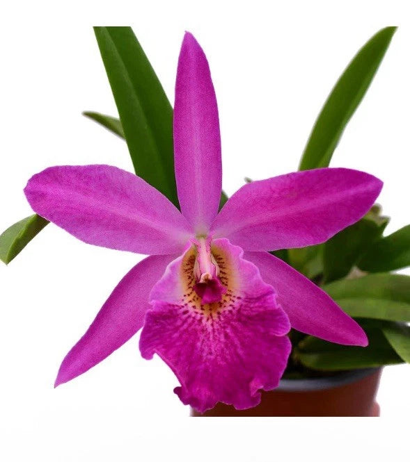 Purple orchid flower with green leaves in brown pot
