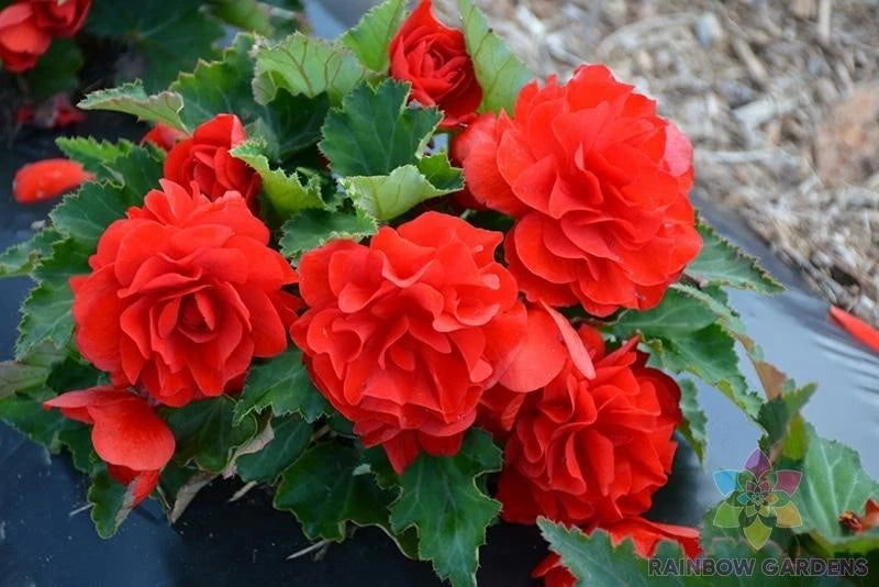 25+ Red Begonia Seeds for Garden Planting - USA - FREE SHIPPING! Garden Plants