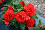 25+ Red Begonia Seeds for Garden Planting - USA - FREE SHIPPING! Garden Plants