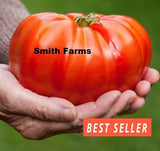 50+ Seeds Enormous Tomato Juicy Vegetable Easy Growing Garden Tomatoe Garden Plants