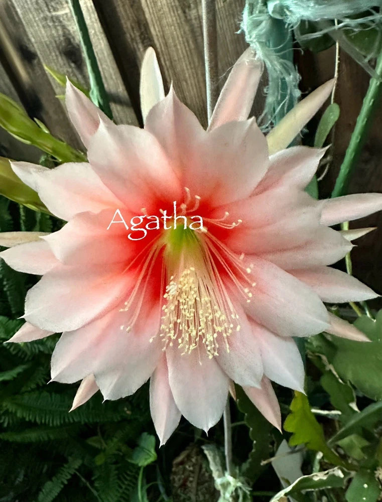 Agatha epiphyllum orchid cutting with large pale pink flower and gold center stamens
