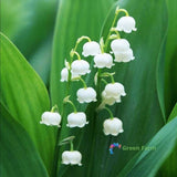 50 Seeds White Lily Valley Convallaria Majalis Bells Decorative Medicinal Plants Lily