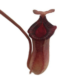 Nepenthes Briggsiana (Lowii X Ventricosa ÔRedÕ) Carnivorous Plant in 2 inch Pot Garden Plants