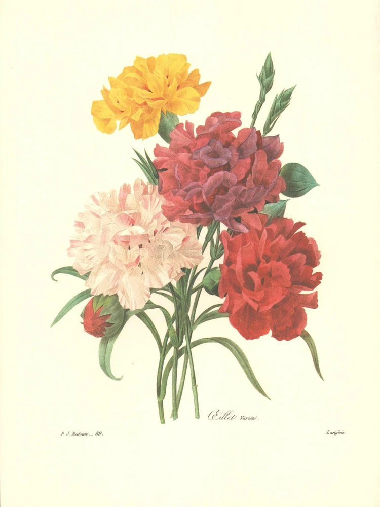 REDOUTE Botanical MIXED CARNATION BOUQUET Flower Art #89 NOT A COLOR COPY!! Carnation