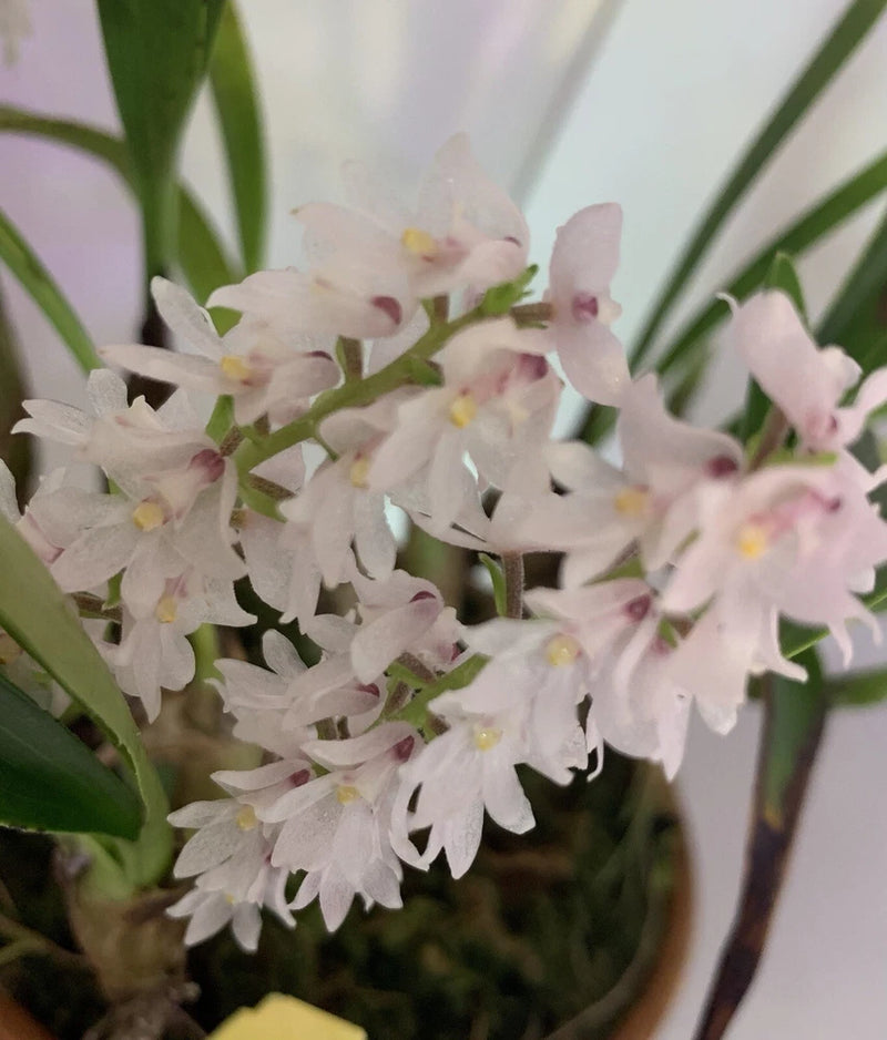 White and pale pink Eria orchid flowers with yellow centers and green leaves