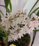 Eria spicata, Orchid Species. Orchids