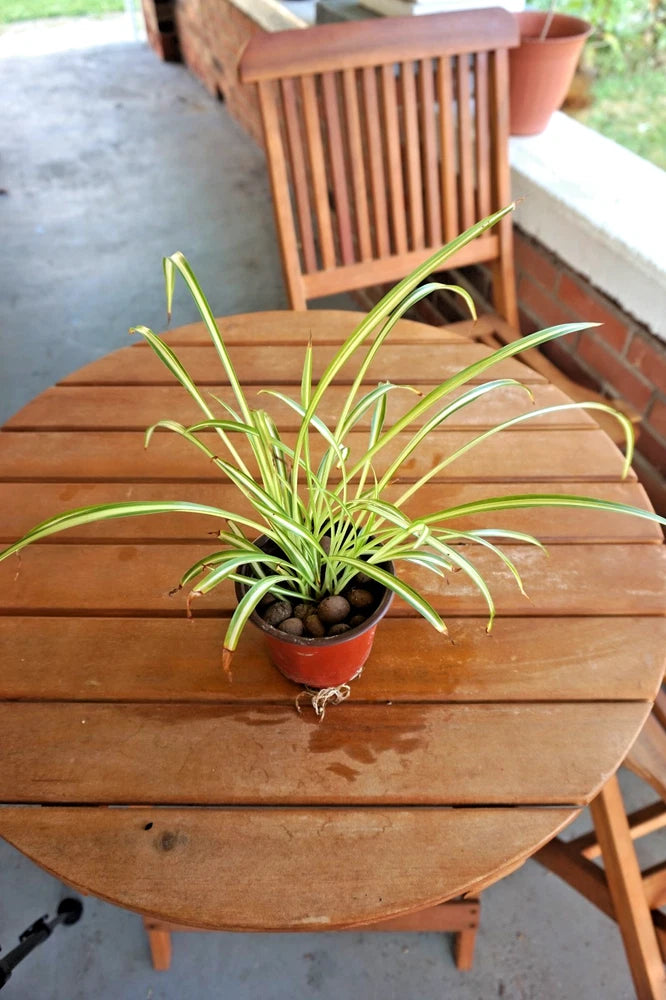 Spider plant in small dark pot with long arching green leaves