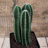 D7531 MARGINATOCEREUS MARGINATUS pot10-H16-W8 cm MaMa Cactus Green Plant
