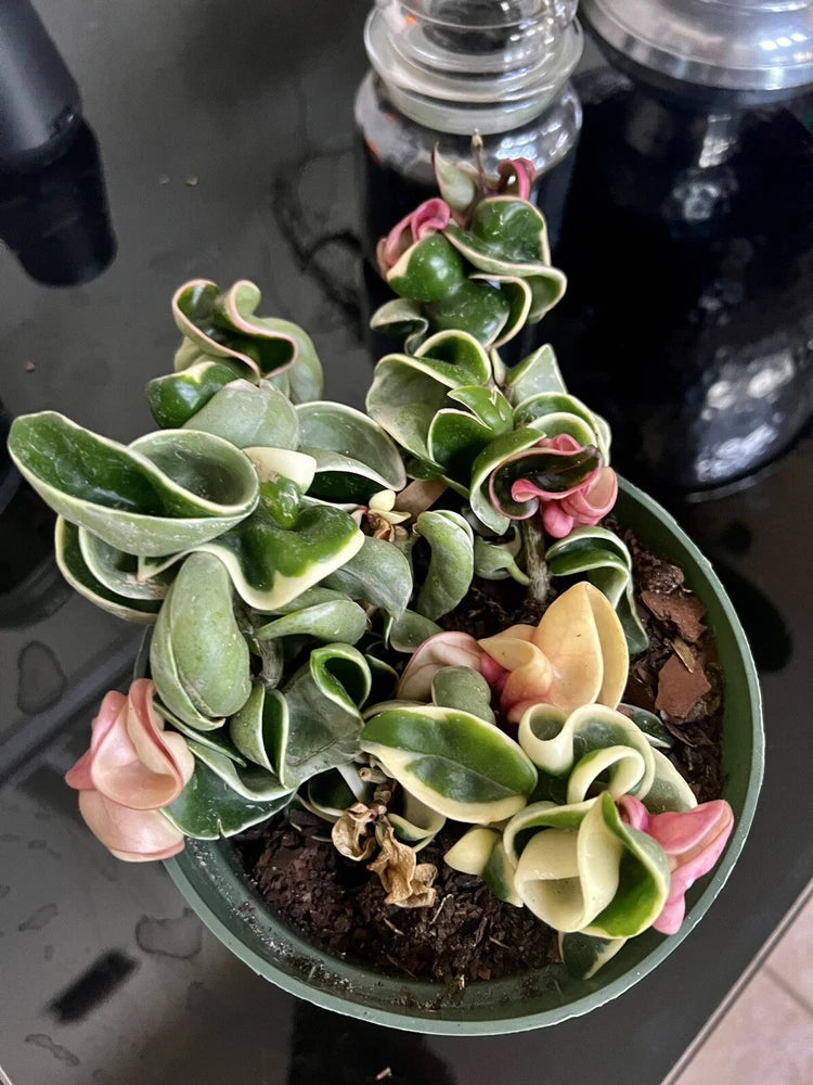 Indu Rope Variagate large orchid pot with green curled leaves and pink buds