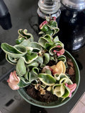 Indu Rope Variagate, 8Ó Pot Large Size Orchids