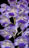 Vanda Sasisha X V lawrencea orchid seedling Orchids