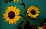 Kansas KS Sunflower Official State Flower Vintage Postcard Sunflower